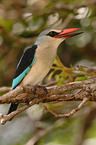 woodland kingfisher