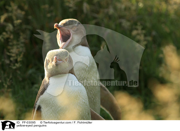 yellow-eyed penguins / FF-03095