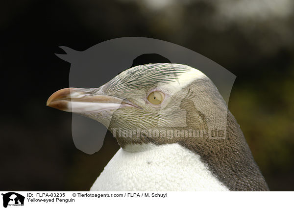 Yellow-eyed Penguin / FLPA-03235