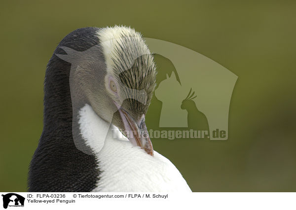 Yellow-eyed Penguin / FLPA-03236