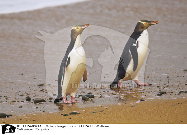 Yellow-eyed Penguins / FLPA-03241