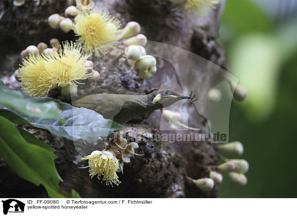 yellow-spotted honeyeater / FF-09080