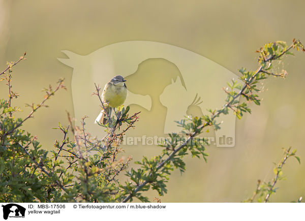 yellow wagtail / MBS-17506