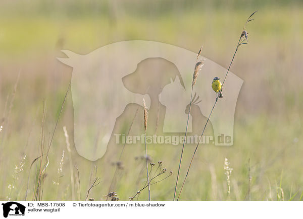 yellow wagtail / MBS-17508