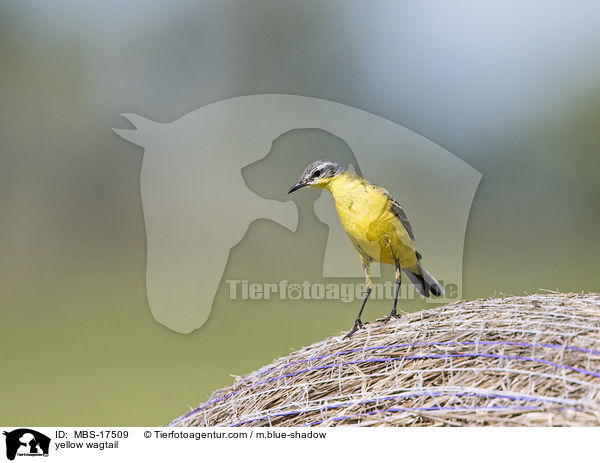 yellow wagtail / MBS-17509