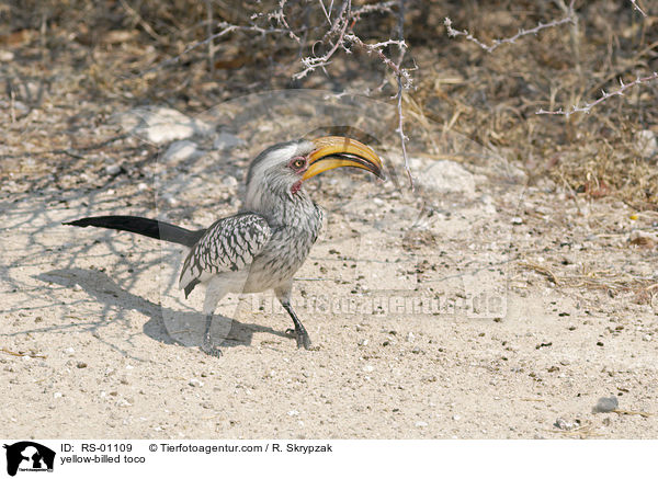 yellow-billed toco / RS-01109