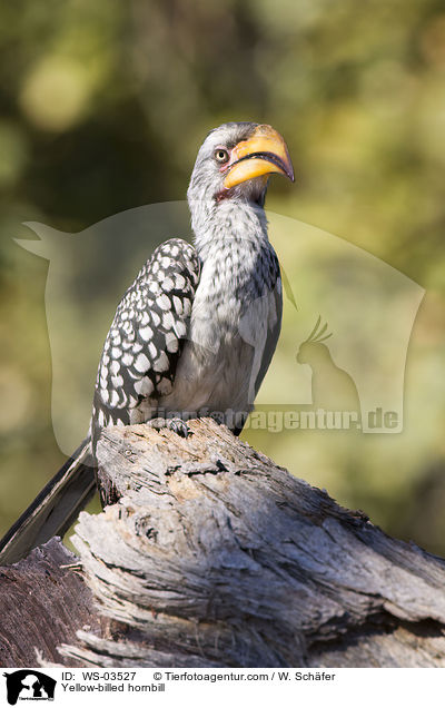 Yellow-billed hornbill / WS-03527