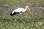 walking Yellow-billed Stork