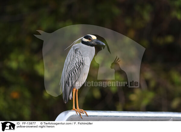yellow-crowned night heron / FF-13877