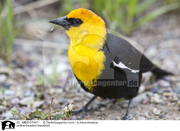 yellow-headed blackbird / MBS-07941