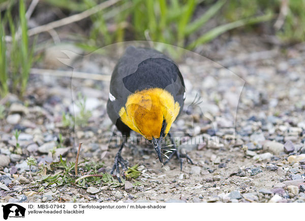yellow-headed blackbird / MBS-07942