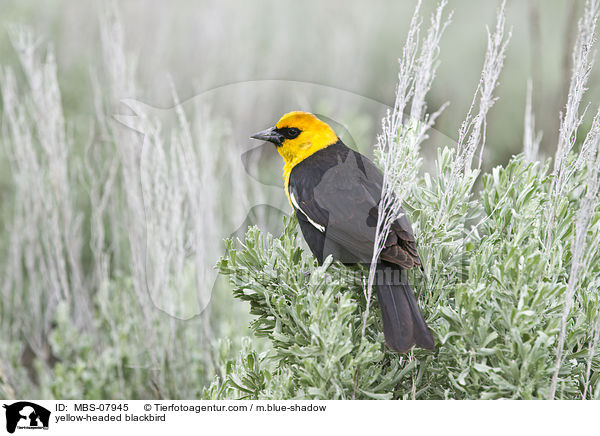 yellow-headed blackbird / MBS-07945