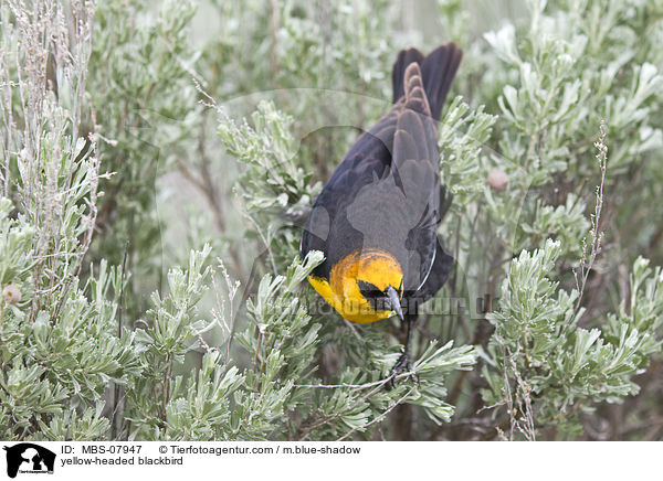 yellow-headed blackbird / MBS-07947