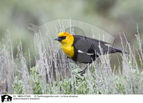 yellow-headed blackbird / MBS-07948