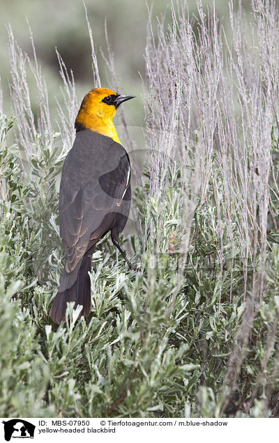 yellow-headed blackbird / MBS-07950