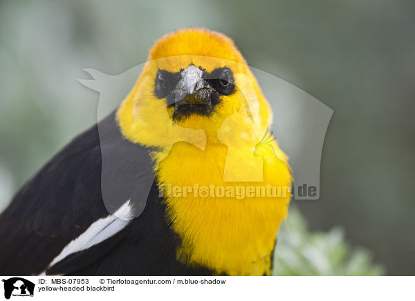 yellow-headed blackbird / MBS-07953