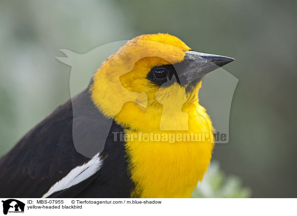 yellow-headed blackbird / MBS-07955