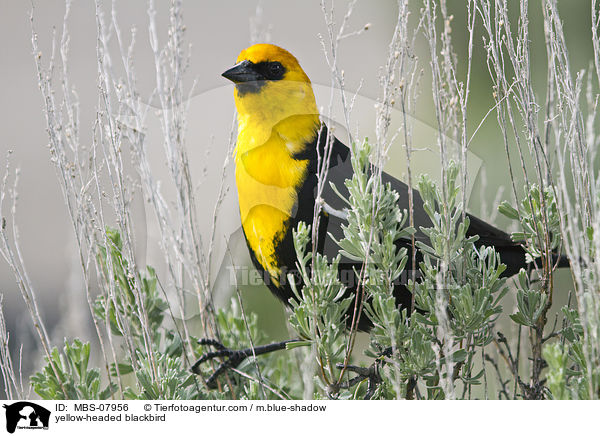yellow-headed blackbird / MBS-07956