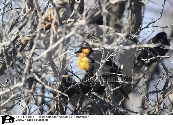 yellow-headed blackbird / FF-11087