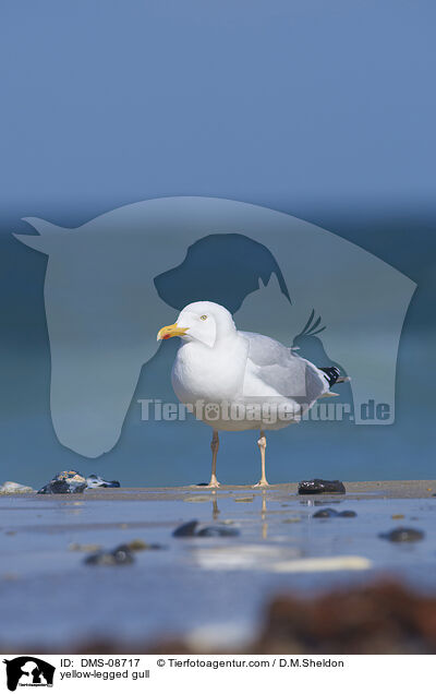 yellow-legged gull / DMS-08717