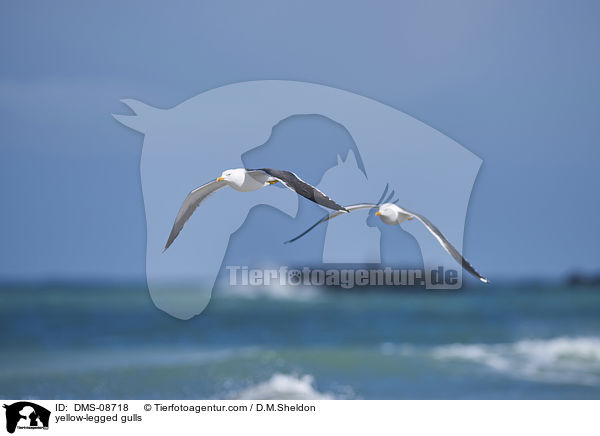 yellow-legged gulls / DMS-08718