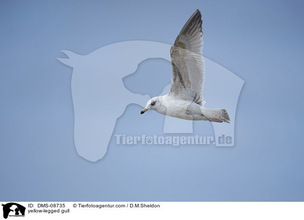 yellow-legged gull / DMS-08735