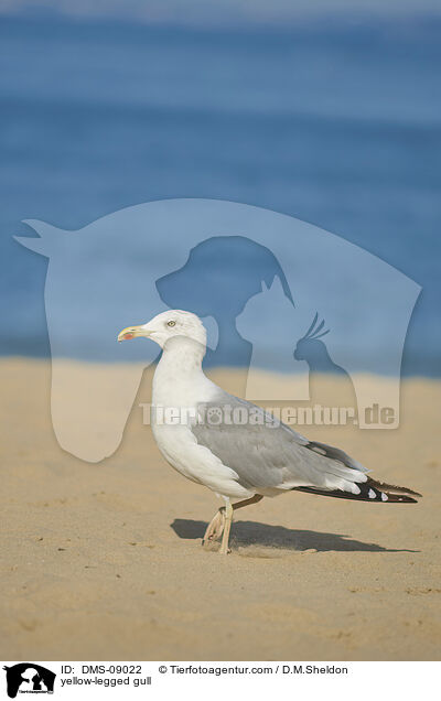 yellow-legged gull / DMS-09022