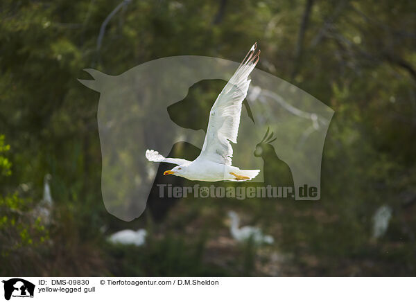 yellow-legged gull / DMS-09830