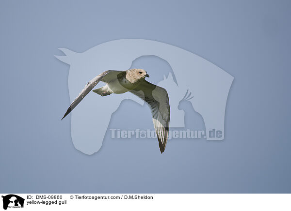 yellow-legged gull / DMS-09860