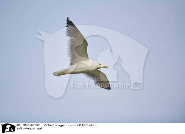 yellow-legged gull / DMS-10132