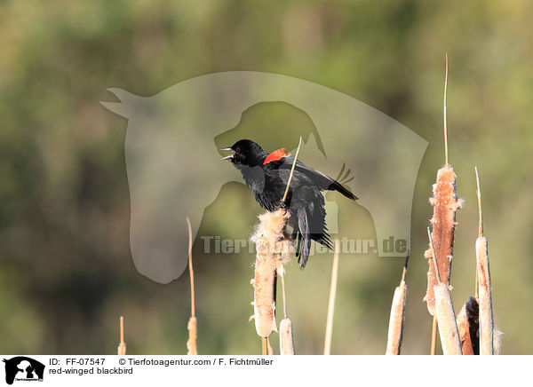 red-winged blackbird / FF-07547