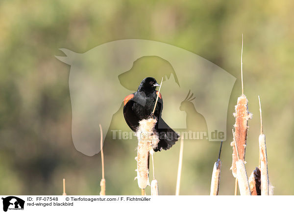 red-winged blackbird / FF-07548