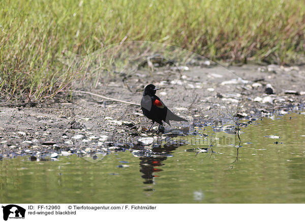 red-winged blackbird / FF-12960