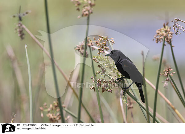 red-winged blackbird / FF-12963