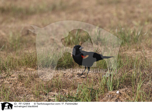 red-winged blackbird / FF-12964
