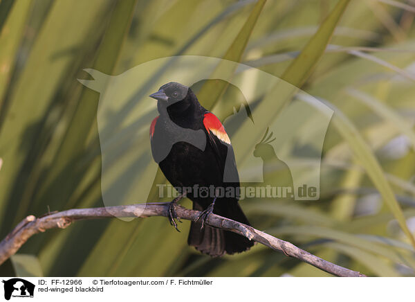 red-winged blackbird / FF-12966