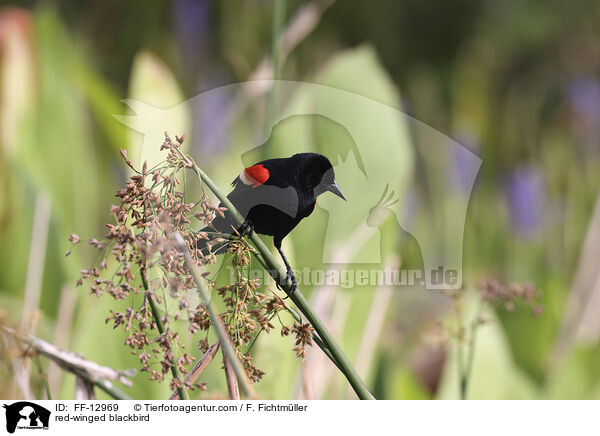 red-winged blackbird / FF-12969