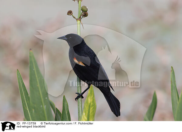 red-winged blackbird / FF-13759