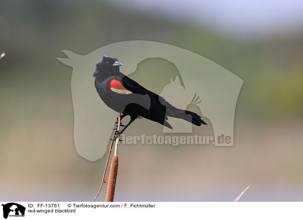 red-winged blackbird / FF-13761
