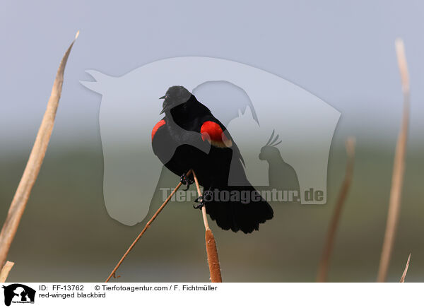 red-winged blackbird / FF-13762