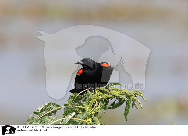 red-winged blackbird / FF-13763