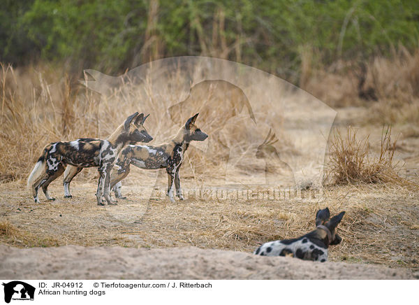 African hunting dogs / JR-04912