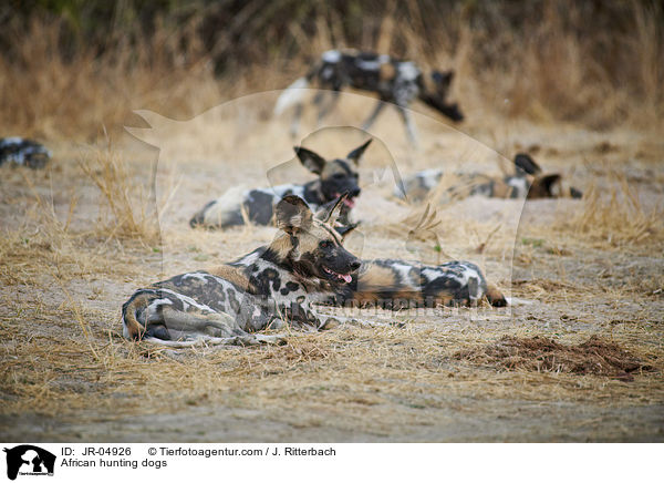 African hunting dogs / JR-04926