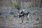 walking African Hunting Dog