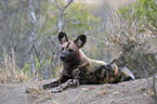 lying African Hunting Dog