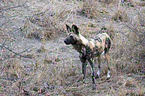 standing African Hunting Dog