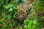 young African leopard