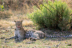 African leopard