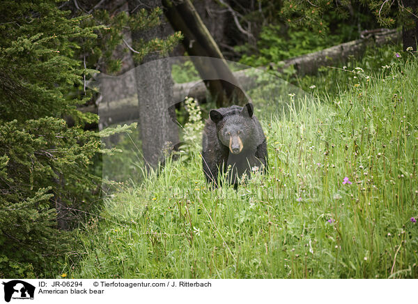 Amerikanischer Schwarzbr / American black bear / JR-06294