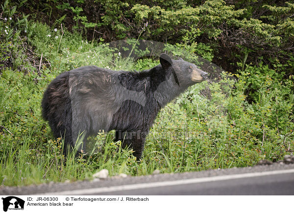 Amerikanischer Schwarzbr / American black bear / JR-06300